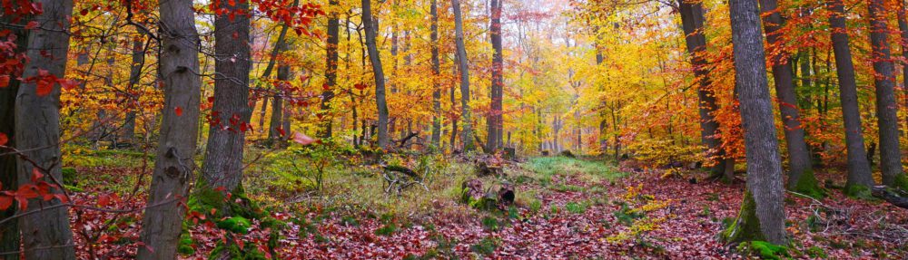 NaturFreunde Mainz