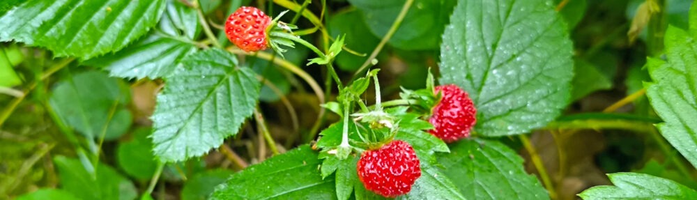 NaturFreunde Mainz