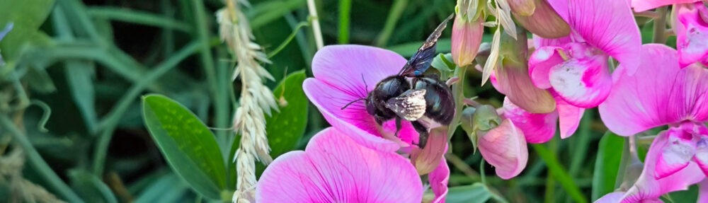 NaturFreunde Mainz